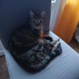 Picture of cat lost at Bressols