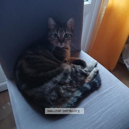 Photo 1/1 Zanzibar Chat lost in Bressols