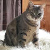 Picture of cat lost at Bordeaux