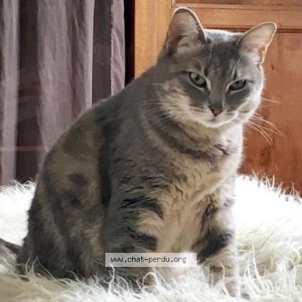 Photo 1/1 Ophélie Chat lost in Bordeaux