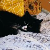 Picture of cat lost at Angers