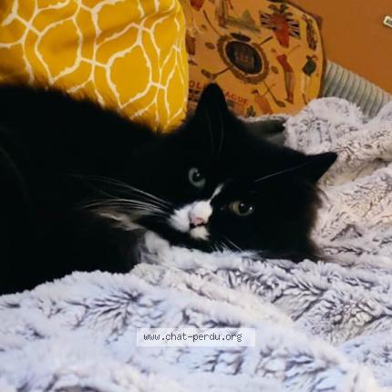 Photo 1/1 Mimosa Chat lost in Angers