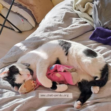 Photo 1/1 Petit-Loup Chat lost in Bruxelles