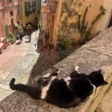 Picture of cat found at Paris