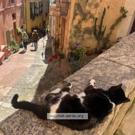 Photo 1/1 Found cat Found in Paris