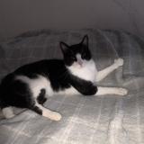Picture of cat lost at Morigny Champigny