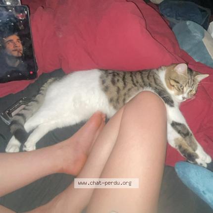 Photo 1/1 Vishnya Chat lost in Caudan