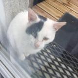 Picture of cat found at Plounevez Lochrist