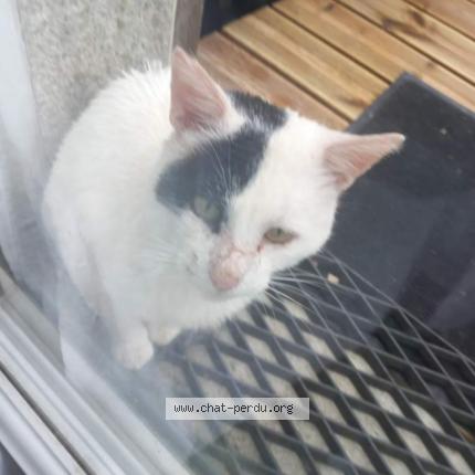 Photo 1/1 Found cat Found in Plounevez lochrist