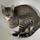 Picture of cat lost at Bridge City