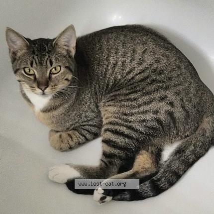 Photo 1/1 Tiger Chat lost in Bridge city