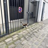 Picture of cat found at Asnieres Sur Seine