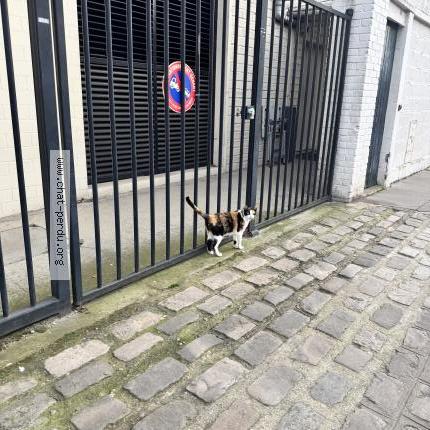 Photo 1/1 Found cat Found in Asnieres sur seine