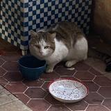 Picture of cat found at Toulouse