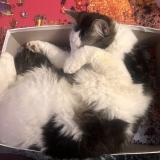 Picture of cat lost at Albi