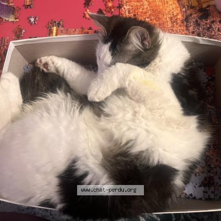 Photo 1/1 Archi Chat lost in Albi