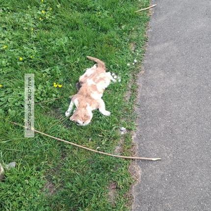 Photo 1/1 Found cat Found in Noisy le grand france