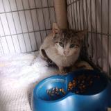 Picture of cat found at Champs Sur Marne
