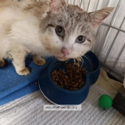 Photo 2/2 Found cat Found in Champs sur marne