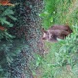 Picture of cat found at Luzillat