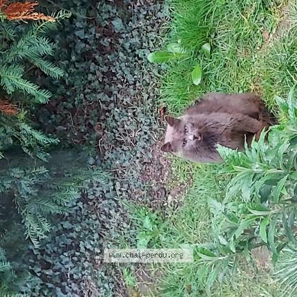 Photo 1/1 Found cat Found in Luzillat