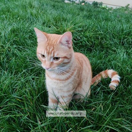 Photo 1/1 Found cat Found in Levis saint nom