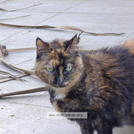 Photo 1/1 Found cat Found in Surzur