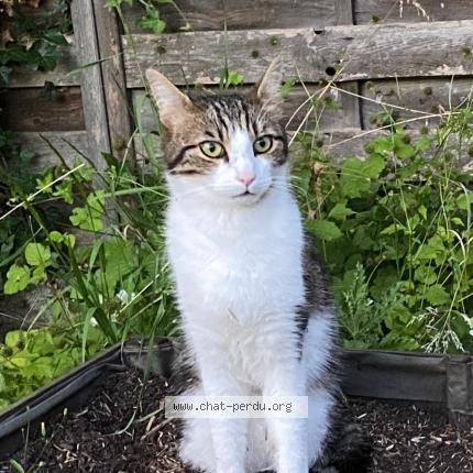 Photo 1/1 Ben Chat lost in Villemoisson sur orge