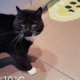 Picture of cat lost at Anderlecht
