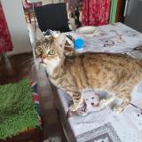 Picture of cat lost at La Capelle