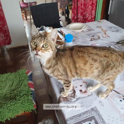 Photo 1/1 Sheba Chat lost in La capelle