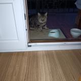 Picture of cat found at Prades