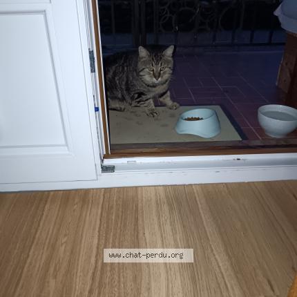 Photo 1/1 Found cat Found in Prades