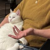 Picture of cat lost at Messimy Sur Saone