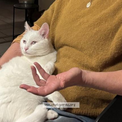 Photo 1/1 Mireille Chat lost in Messimy sur saone