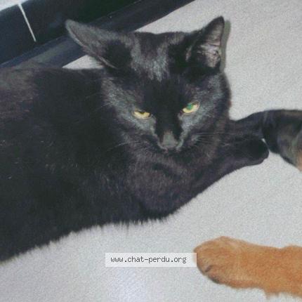 Photo 1/1 Cachou Chat lost in Sury le comtal