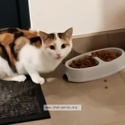Foto 1/1 Kat teruggevonden Vermist in Obaix