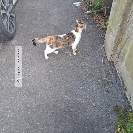 Photo 1/1 Found cat Found in Noisy le grand france