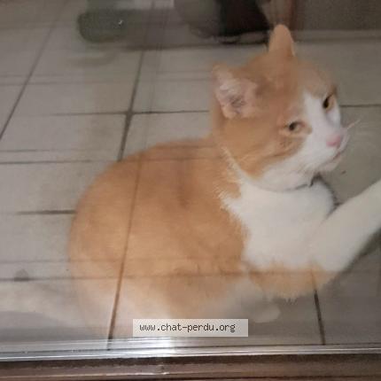 Foto van gevonden kat in Bruxelles Anderlecht