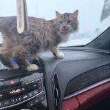 Picture of cat lost at Columbus