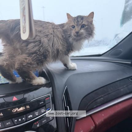 Photo 1/1 Mabela Chat lost in Columbus