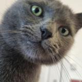 Picture of cat lost at Woluwe Saint Lambert