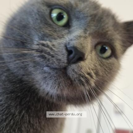 Photo 1/1 Loki Chat lost in Woluwe saint lambert