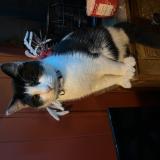 Picture of cat lost at Belleville