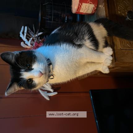 Photo 1/1 DB Chat lost in Belleville