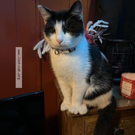 Photo 1/1 DB Cat lost in Belleville