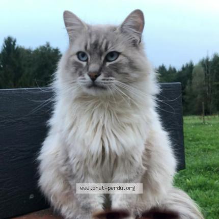 Photo 1/1 Pato Chat lost in Blanzy