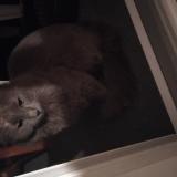 Picture of cat found at Saint Marcel Les Valence