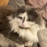 Picture of cat lost at Saint Chamas