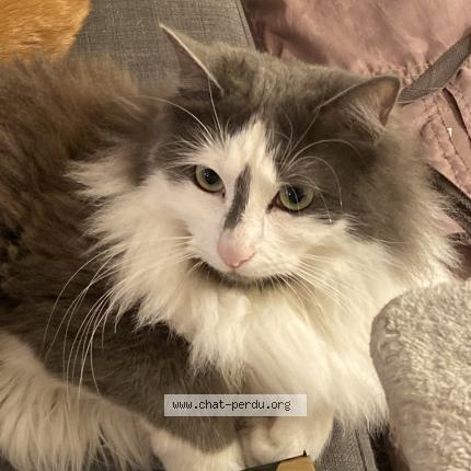 Photo 1/1 Vega Chat lost in Saint chamas